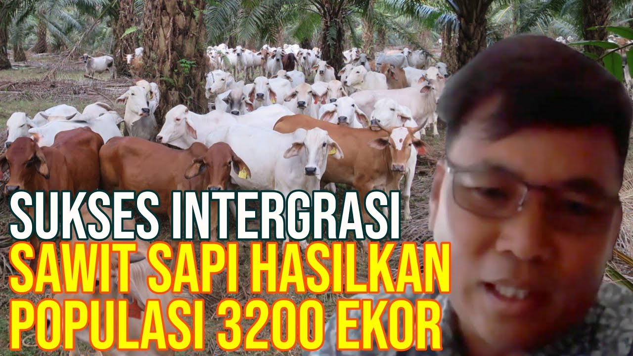 
                                 Populasi-Sapi-Indonesia-Berkembang-Dengan-Integrasi-Sawit.jpg